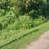 Tanah lot untuk dijual di Kampung Cik Zainal 1, Chemor, Perak