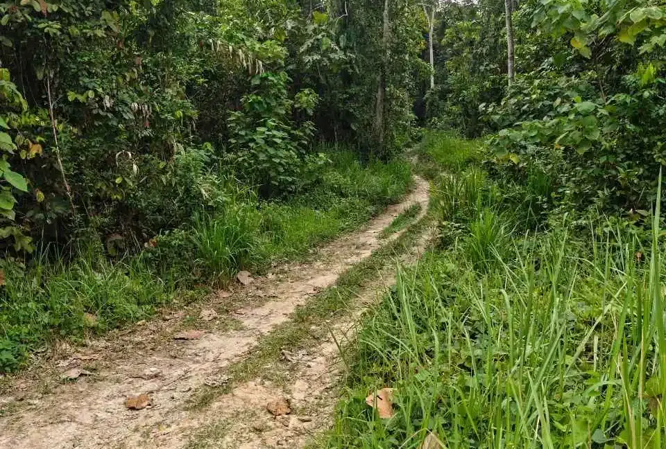 tanah-pertanian-sebelah-sungai-temelong-gua-badak-lenggong-10
