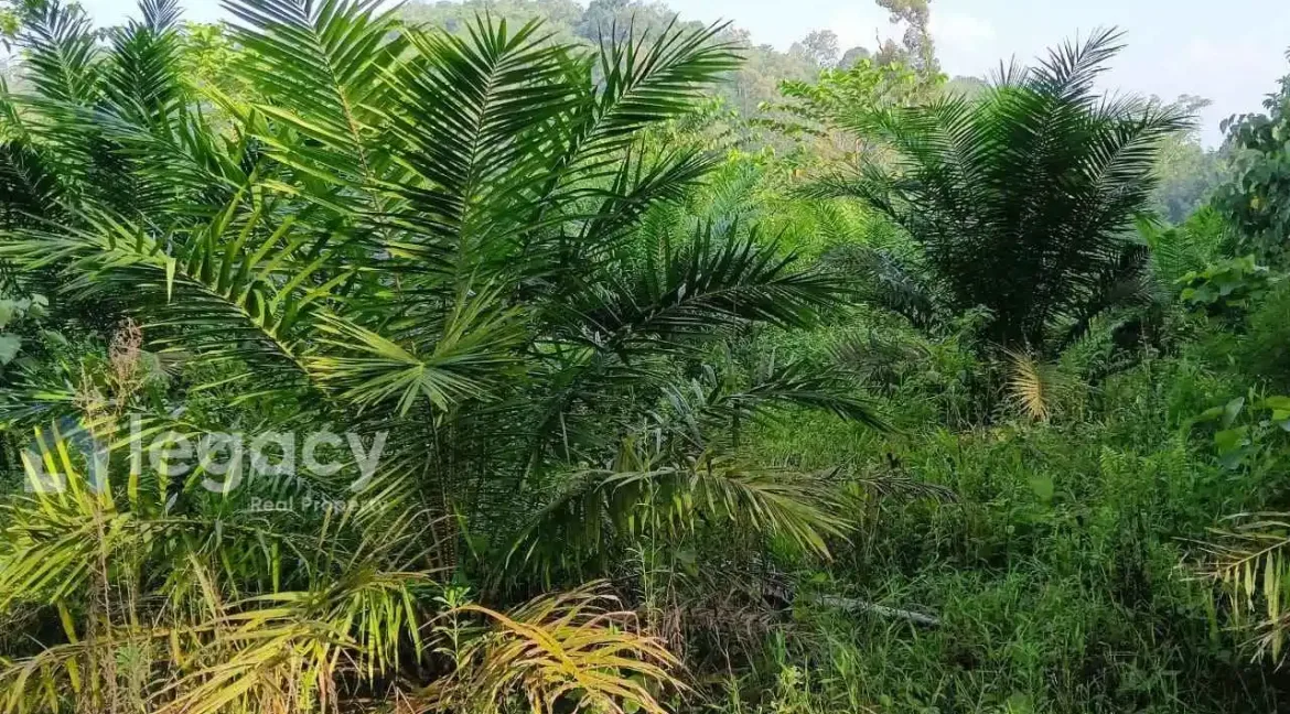 tanah-pertanian-untuk-dijual-di-jalong-sungai-siput-02