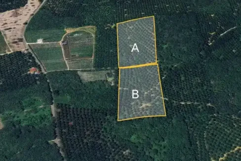 Tanah sawit untuk dijual di Beruas, Manjung, Perak